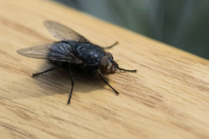 Schädlingsbekämpfung Fliegen